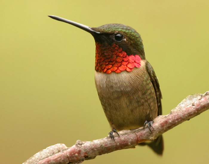 ruby-throated-hummingbird-flying-on-flower-4.webp ruby throated hummingbird close up standing on a branch