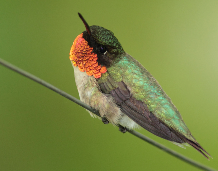 ruby-throated-hummingbird-flying-on-flower-6.webp ruby throated hummingbird standing on top of a cable