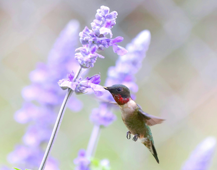 ruby-throated-hummingbird-flying-on-flower.webp Ruby-Throated Hummingbird feeding from a lavander purple flower