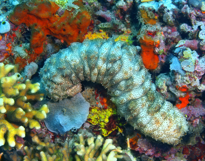 sea-cucumber-among-coral.webp sea cucumber in coral reef