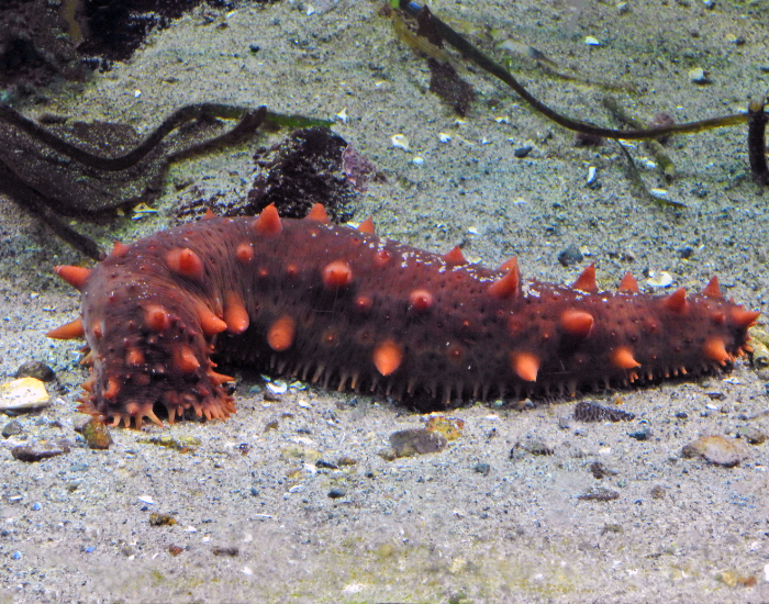sea-cucumber-laying.webp giant purple sea cucumber on the ocean floor