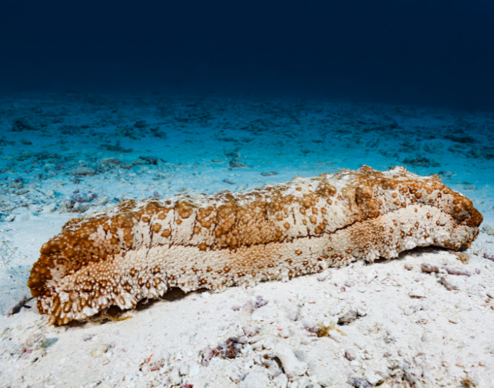 sea-cucumber-ocean-floor.webp sea cucumber laying on the ocean floor