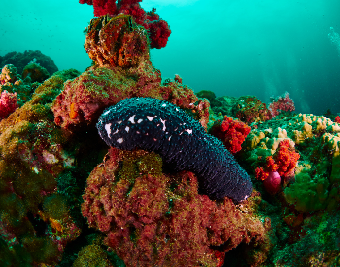sea-cucumber-underwater.webp sea cucumber underwater on coral reef