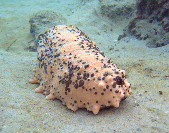 sea-cucumber.webp sea cucumber at the bottom of the ocea