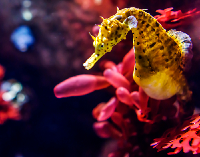 sea-horse-prehensile-tail-2.webp close up of a seahorse underwater
