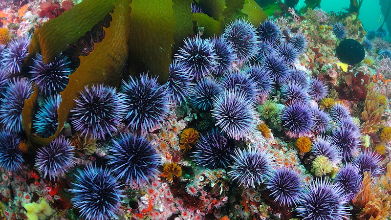 group of sea urchins next to a kelp