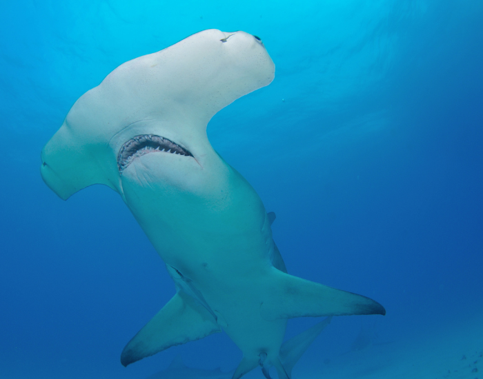 seahorse-camouflaged-coral-1.webp close up of a hammerhead shark. underwater
