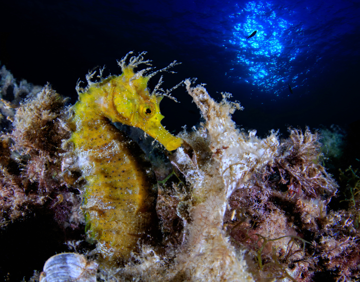 seahorse-camouflaged-coral.webp close up of a seahorse in the ocean camouflaged with a coral