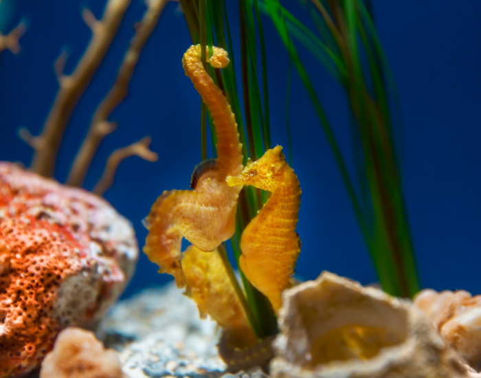 seahorse-dance.webp two seahorses underwater