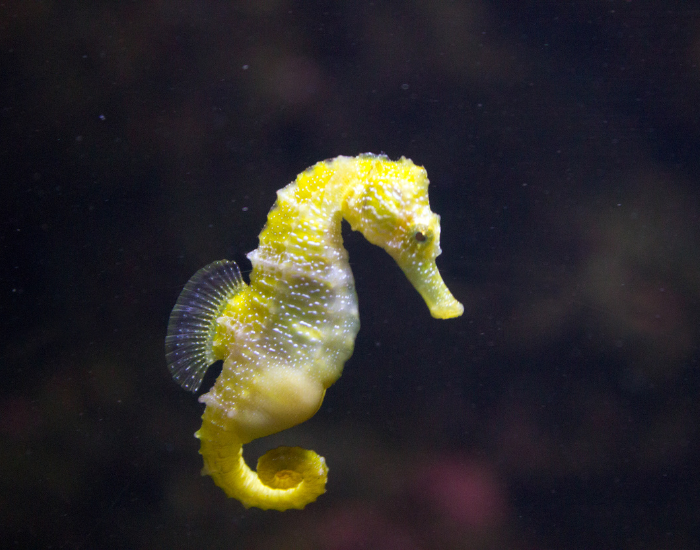 seahorse-suspended.webp sea horse suspended in ocean