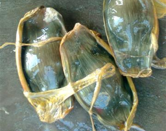 shark-egg.webp close up of shark eggs