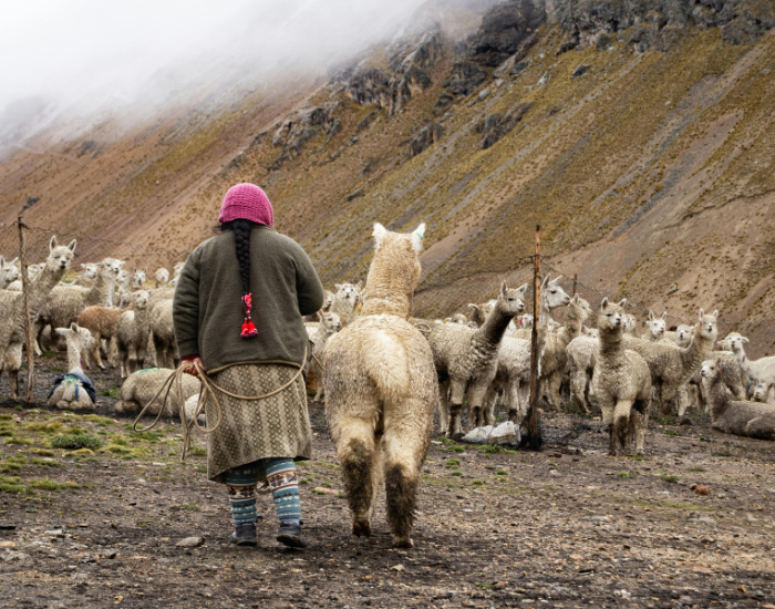 sheper woman with a herd of alpacas in the mountains