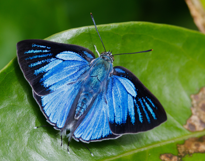 silver-royal.webp Silver Royal butterfly standing on a leaf