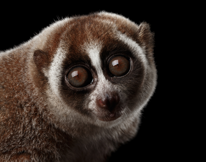 loris close up with black background