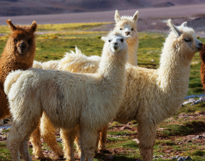 social-llamas.webp herd of llamas in the wild