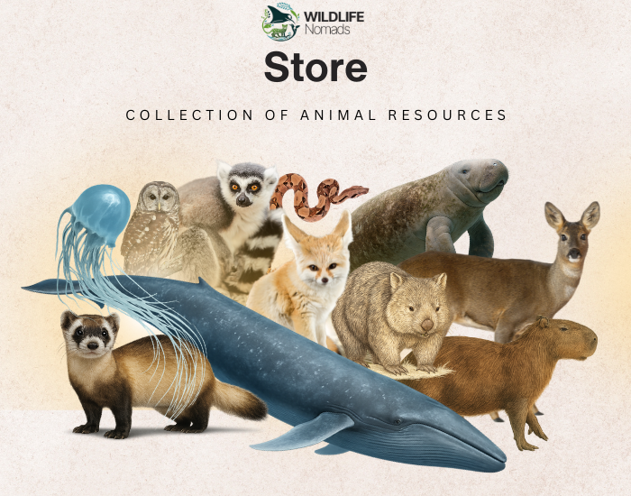 Wildlife Nomads store