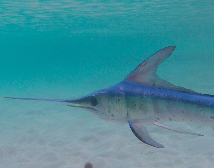 swordfish close up swimming