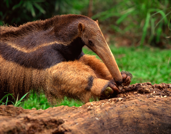 tamandua.webp close up of an anteater eating from a fallen log