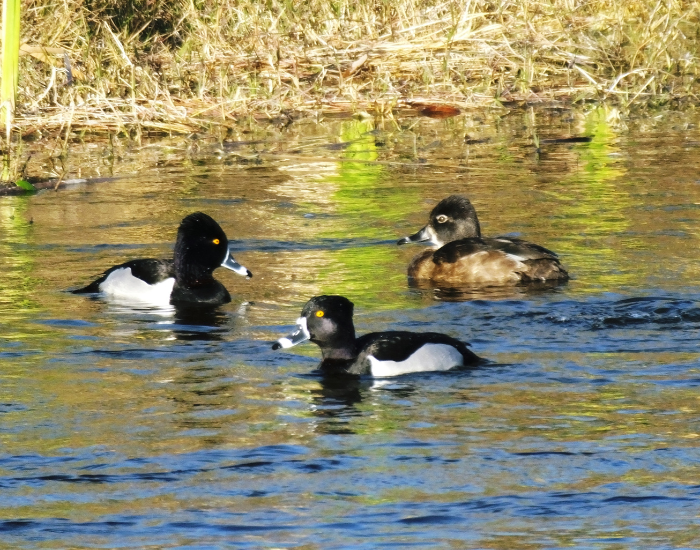 three-Ring-Necked-Duck.webp three ring necked ducks in a lake