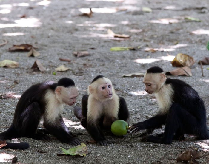 three-capuchin-monkeys.webp three capuchin monkeys on the ground