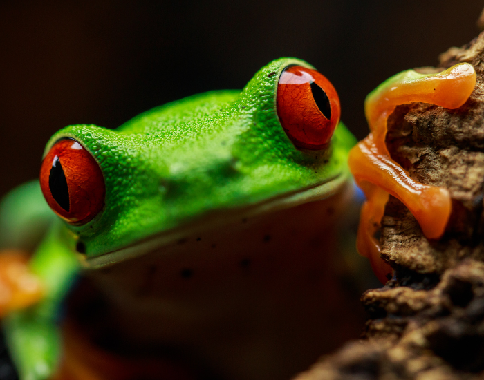 close up of a red eyed tree frog