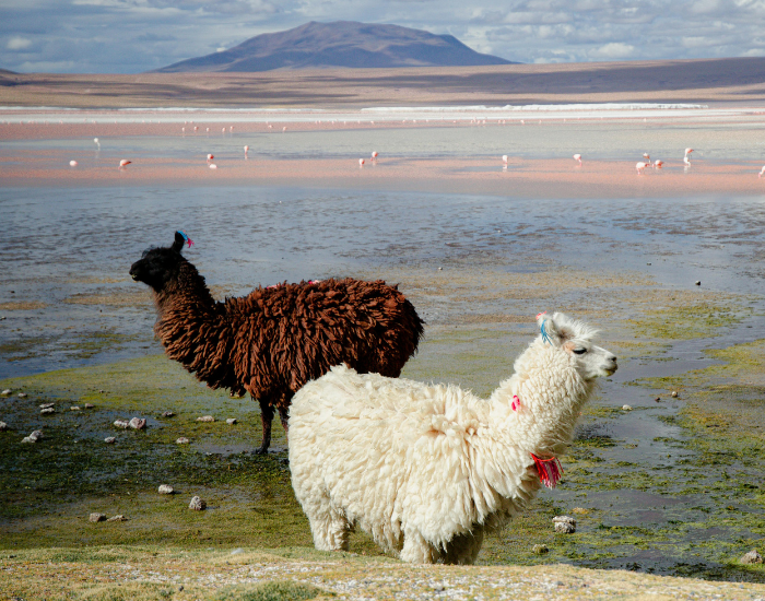 two alpacas near a lake
