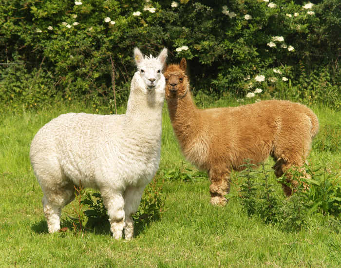 two alpacas standing on grass