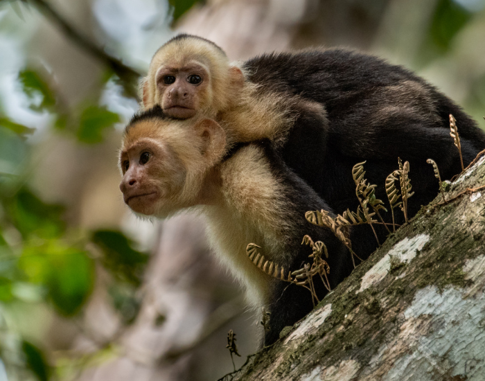 two-capuchin-monkeys.webp two capuchin monkeys together in a tree