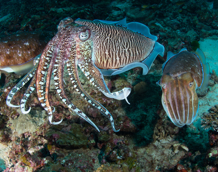 two-cuttlefish-underwater.webp two cuttlefish underwater