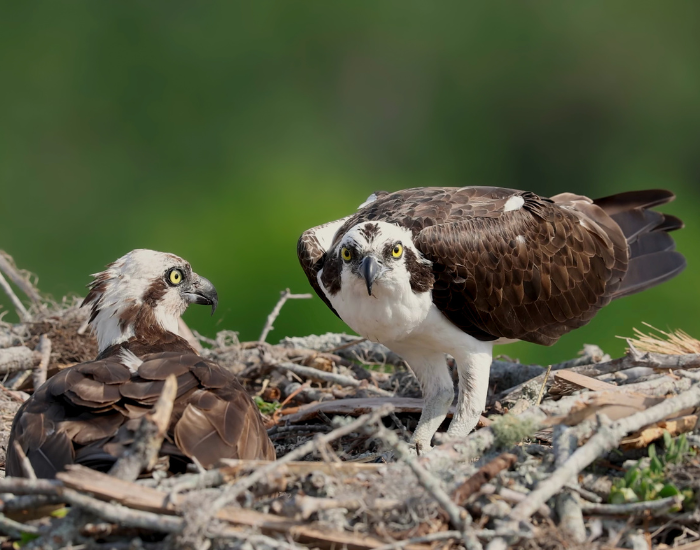 two-ospreys-on-nest.webp two ospreys laying on a nest