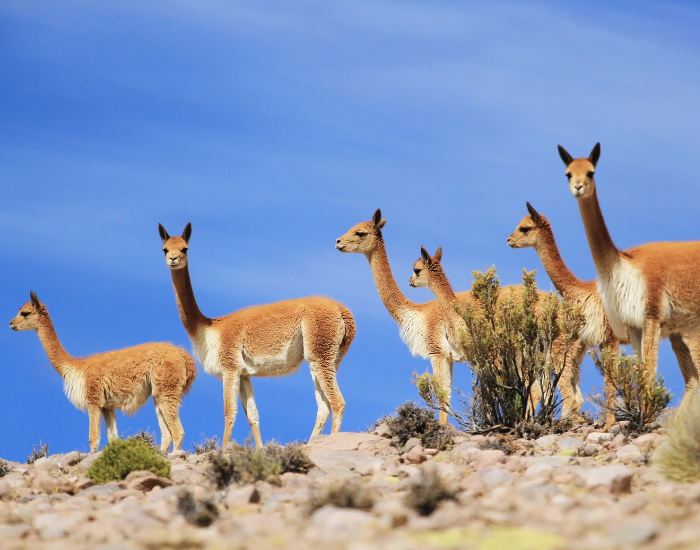 herd of vicunas in the wild