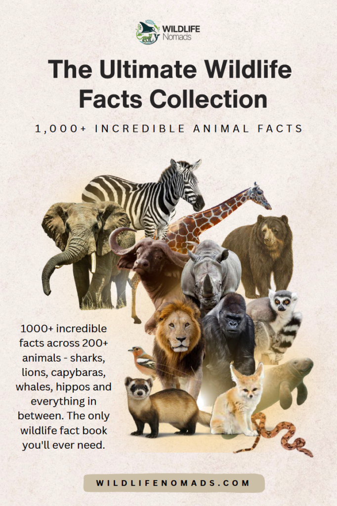 Ultimate Wildlife Facts Collection cover with a giraffe, zebra and rhino