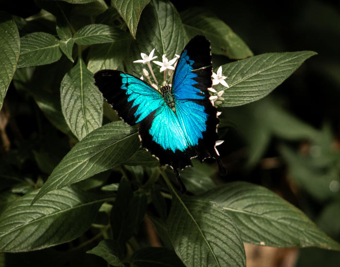 ulysses-butterfly.webp ulysses butterfly close up in a plant