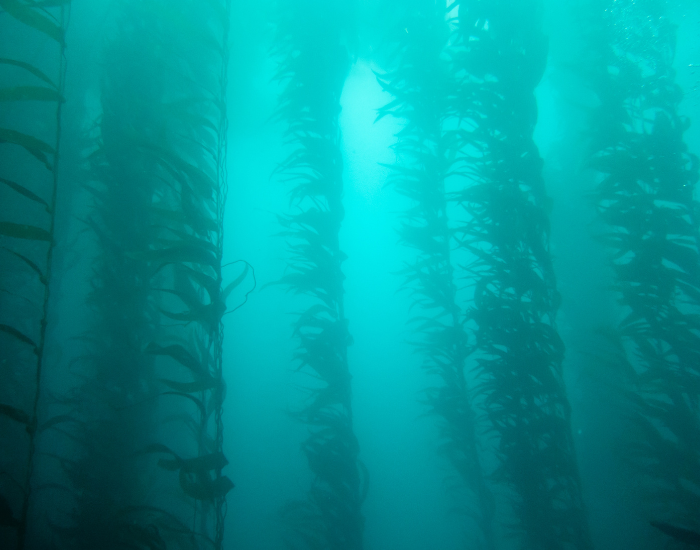 underwater-kelp-forest.webp underwater photo kelp forest