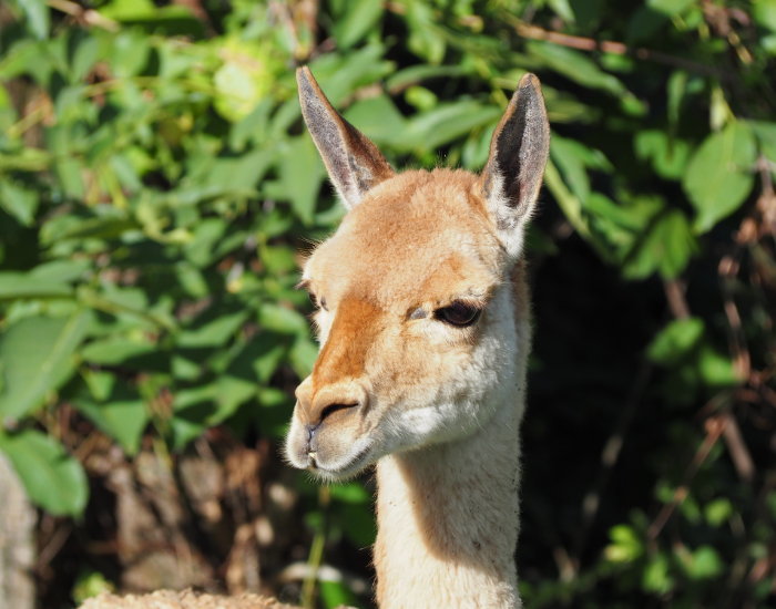 close up of a vicuna head