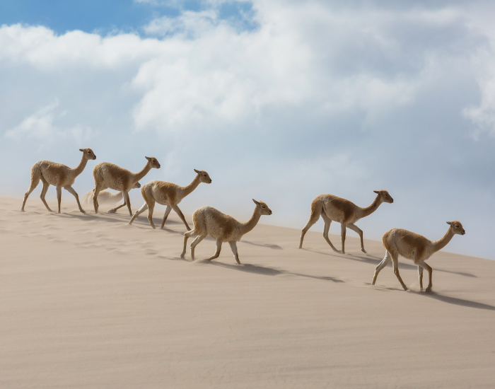 herd of vicunas running on a sand dune