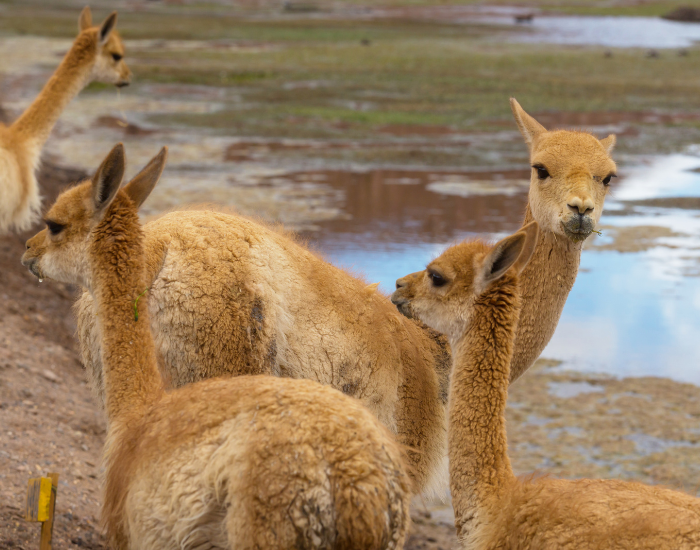 vicuna herd in the wild