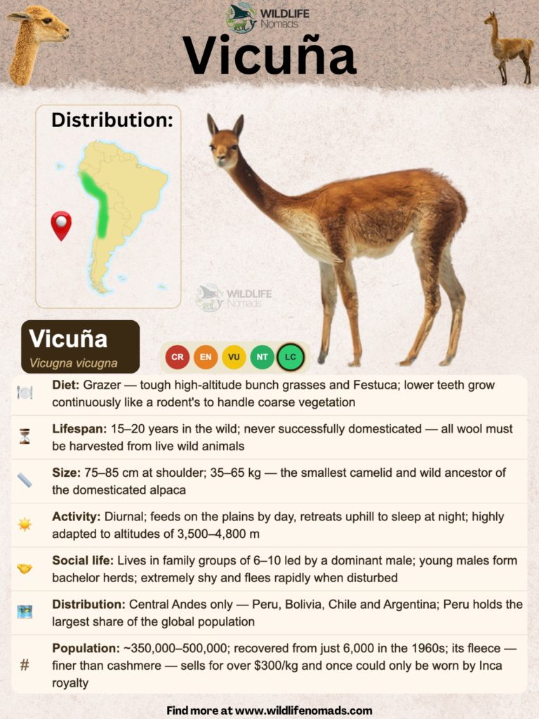 Vicuna species profile