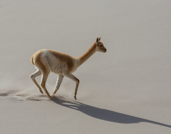 vicuna running on sand dune