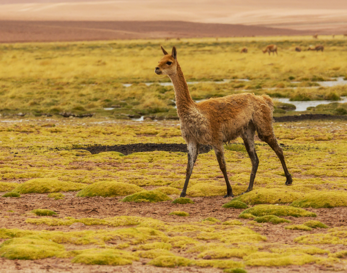 vicuna running in. agrassfield