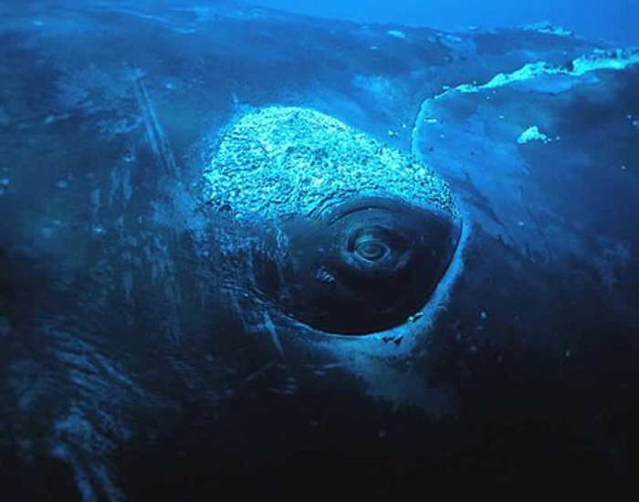 close up of the eye of a whale