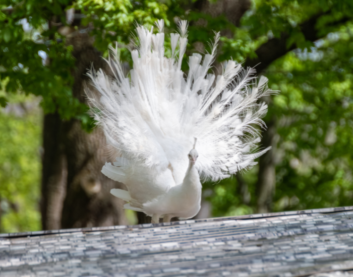 white-peafowl.webp white peafowl standing still with feather extended