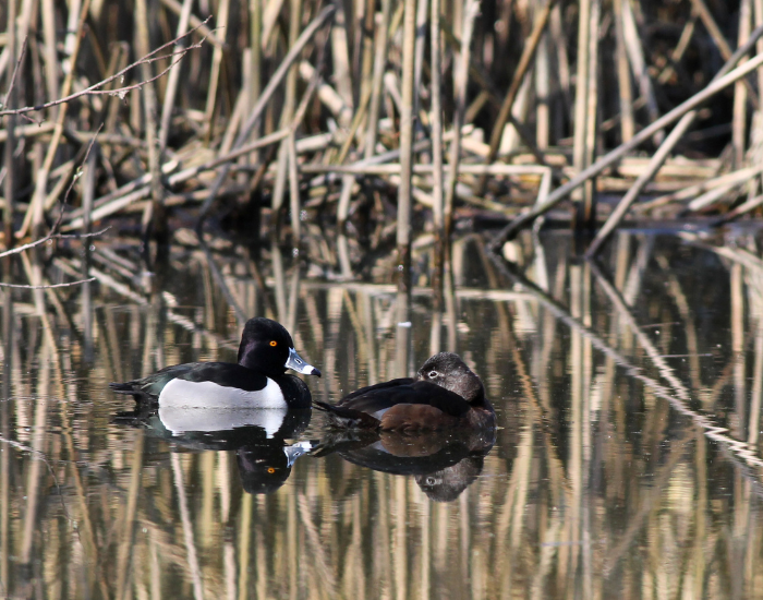 wild-pair-of-Ring-Necked-Duck.webp couple of ring necked ducks swimming