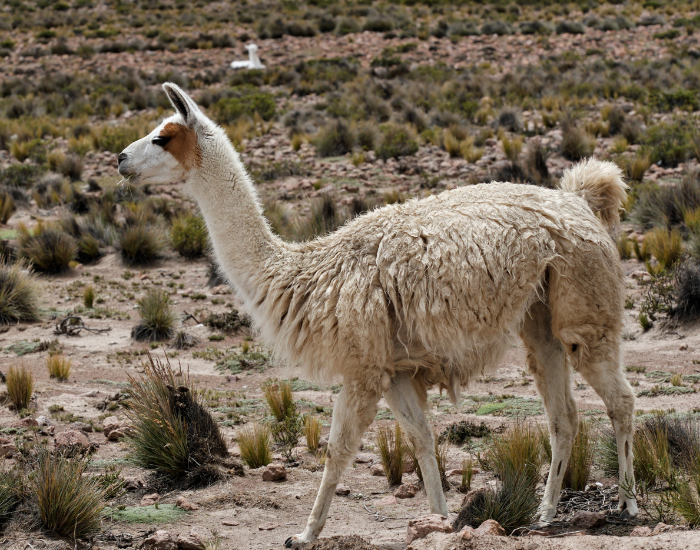 a vicuna walking in the wild