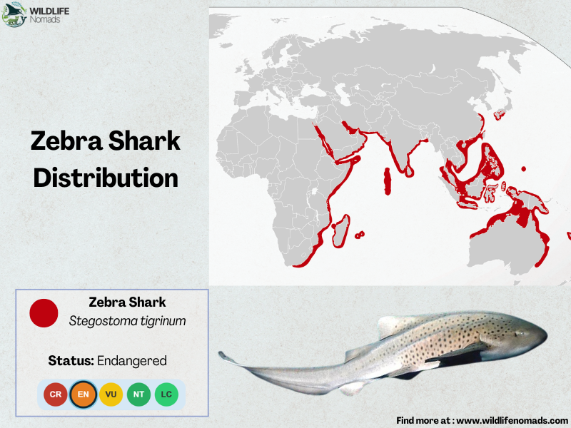 zebra-shark-Distribution-map-.webp Zebra Shark Distribution map