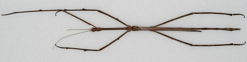 960px-Phobaeticus_chani_Bragg_2008_Paratype_Male.webp a very big giant stick insect on white background