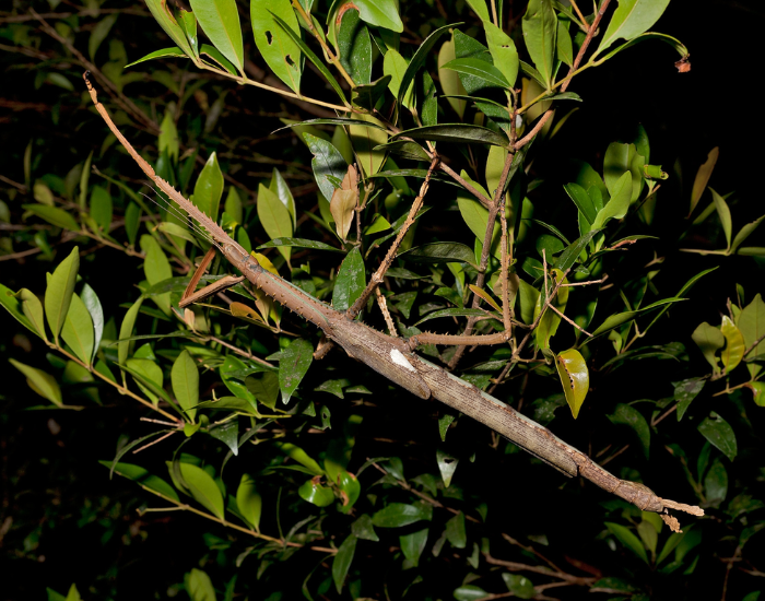 Acrophylla-alta.webp Acrophylla alta stick insect in its natural habitat