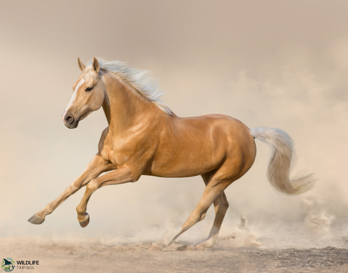 Akhal-Teke horse galloping in the desert