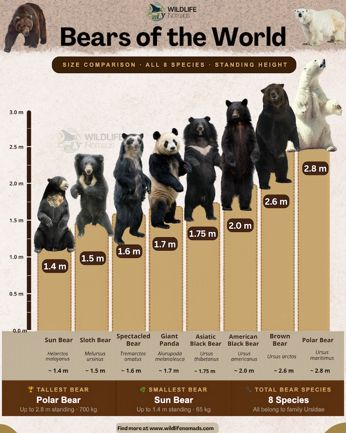 Bears of the World by size infographic showing a bar graph with all bear