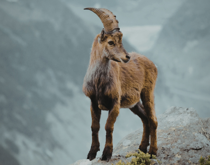 juvenile alpine goat with mountains on the background